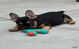 French Bulldog dogs for sale: Gretchen - Image 7
