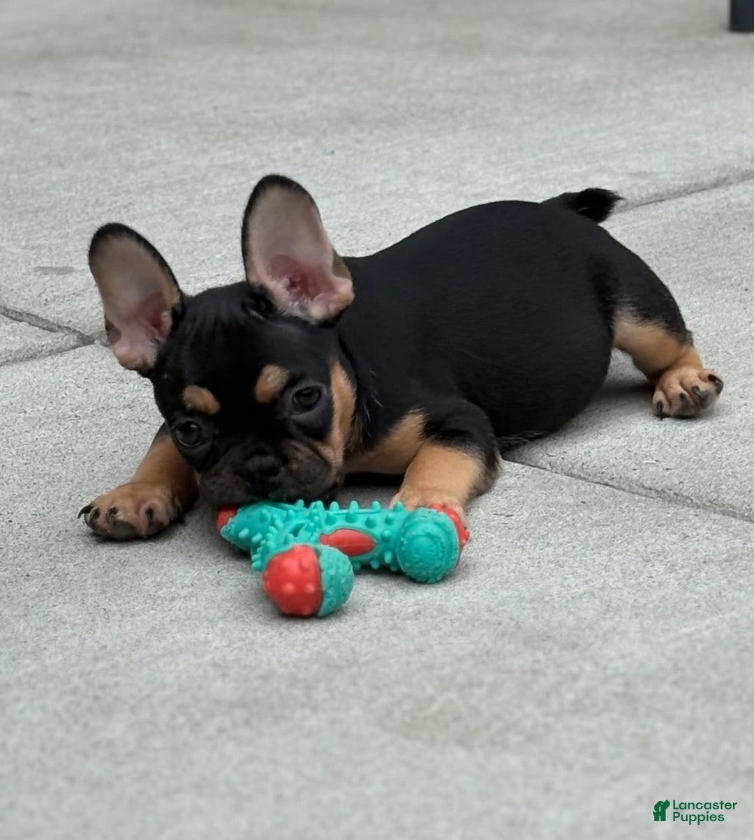 French Bulldog dogs for sale: Gretchen - Image 7
