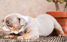 English Bulldog dogs for sale: Lexie - Image 24