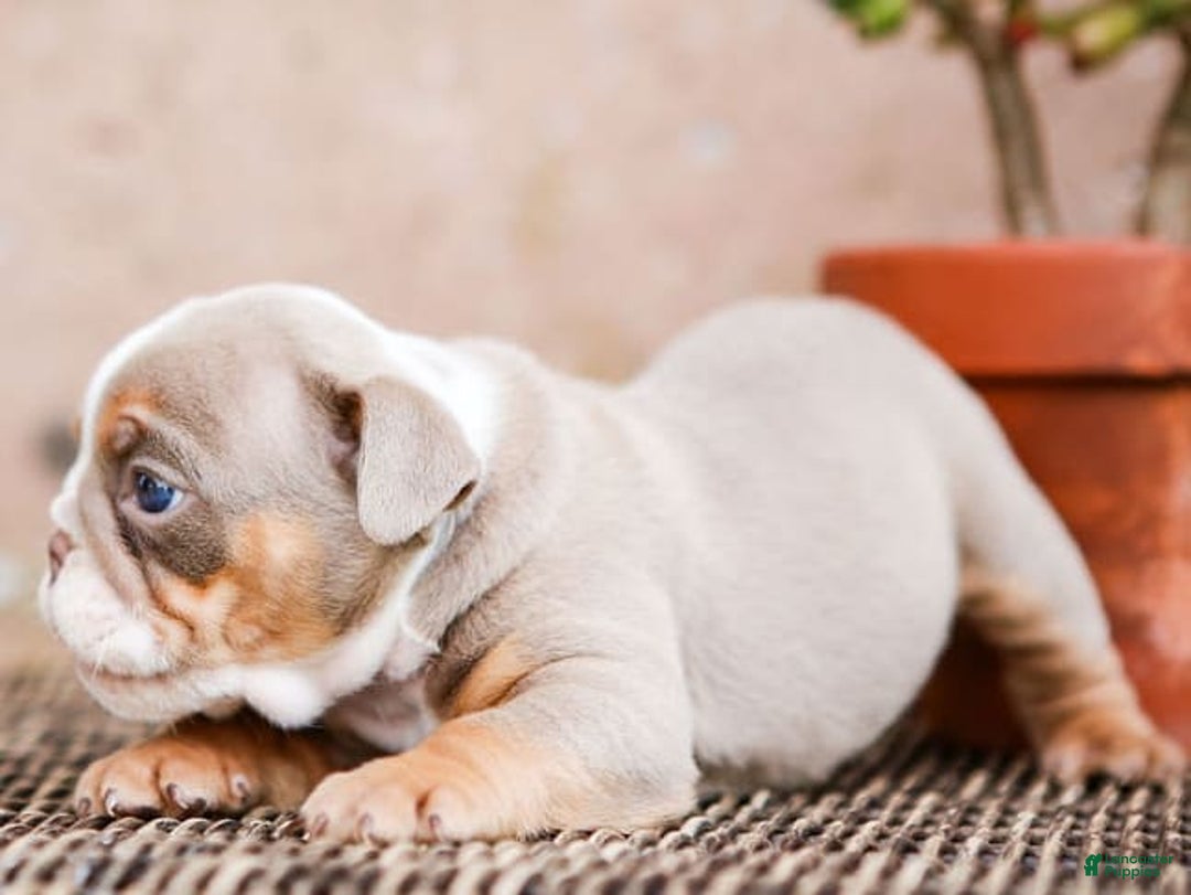 English Bulldog dogs for sale: Lexie - Image 24