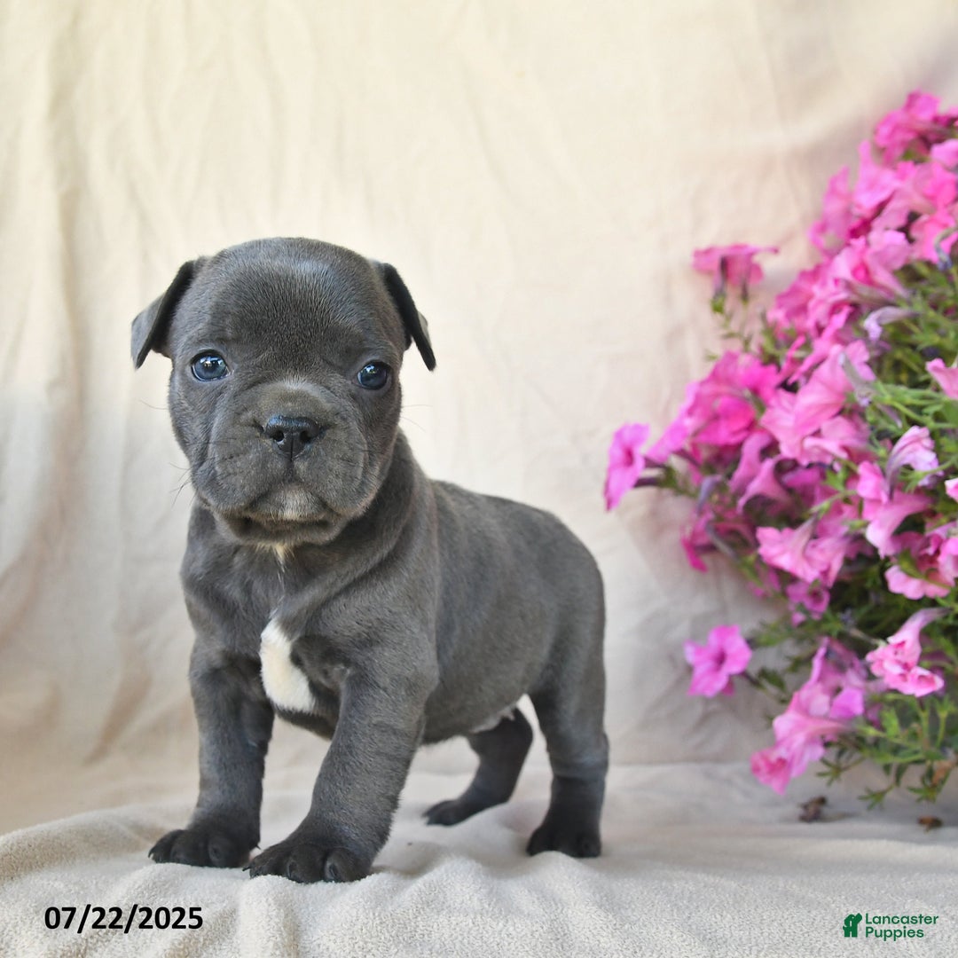 Frenchton dogs for sale: Frisky - Image 1