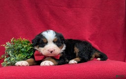 Bernese Mountain Dog dogs for sale: Floyd - Image 10
