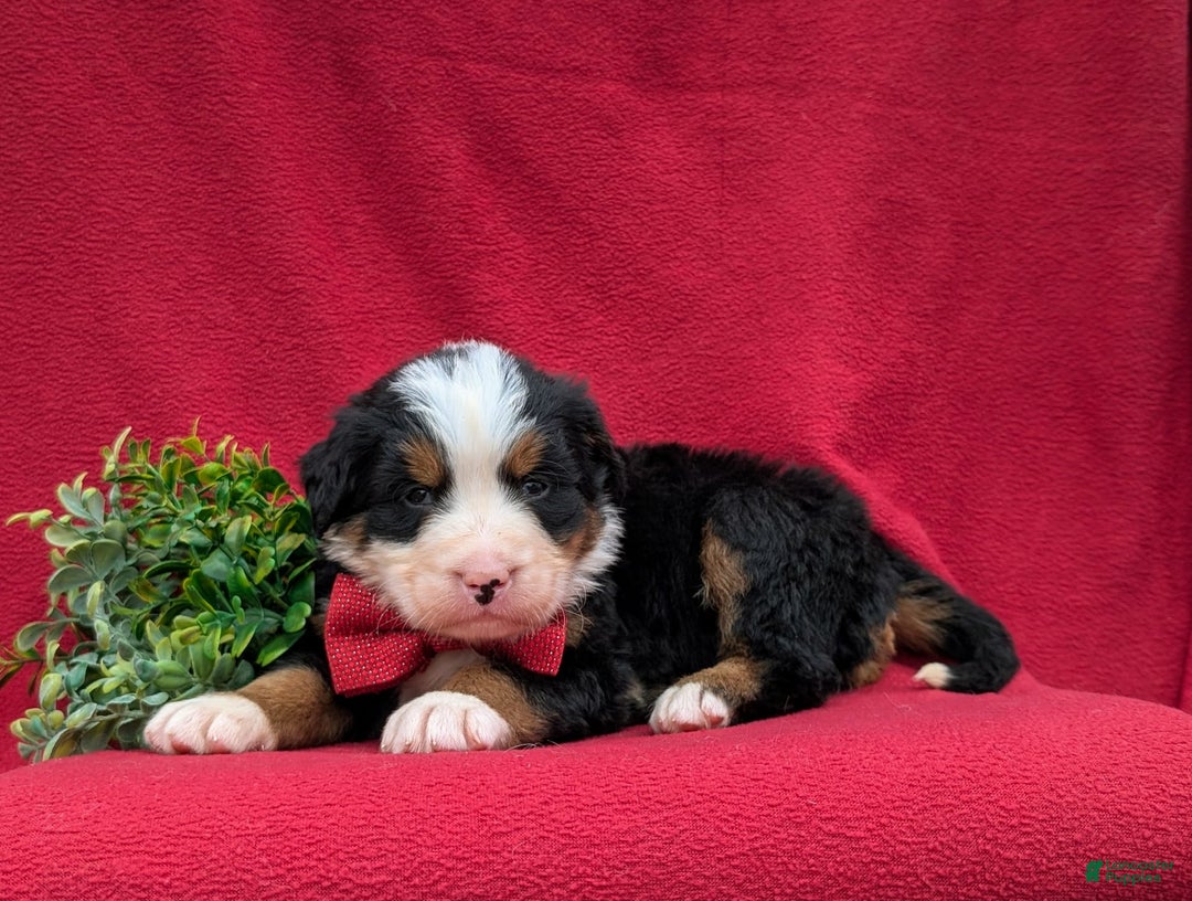 Bernese Mountain Dog dogs for sale: Floyd - Image 10