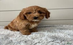  dogs for sale: Mini Goldendoodle 7 puppies - Image 21