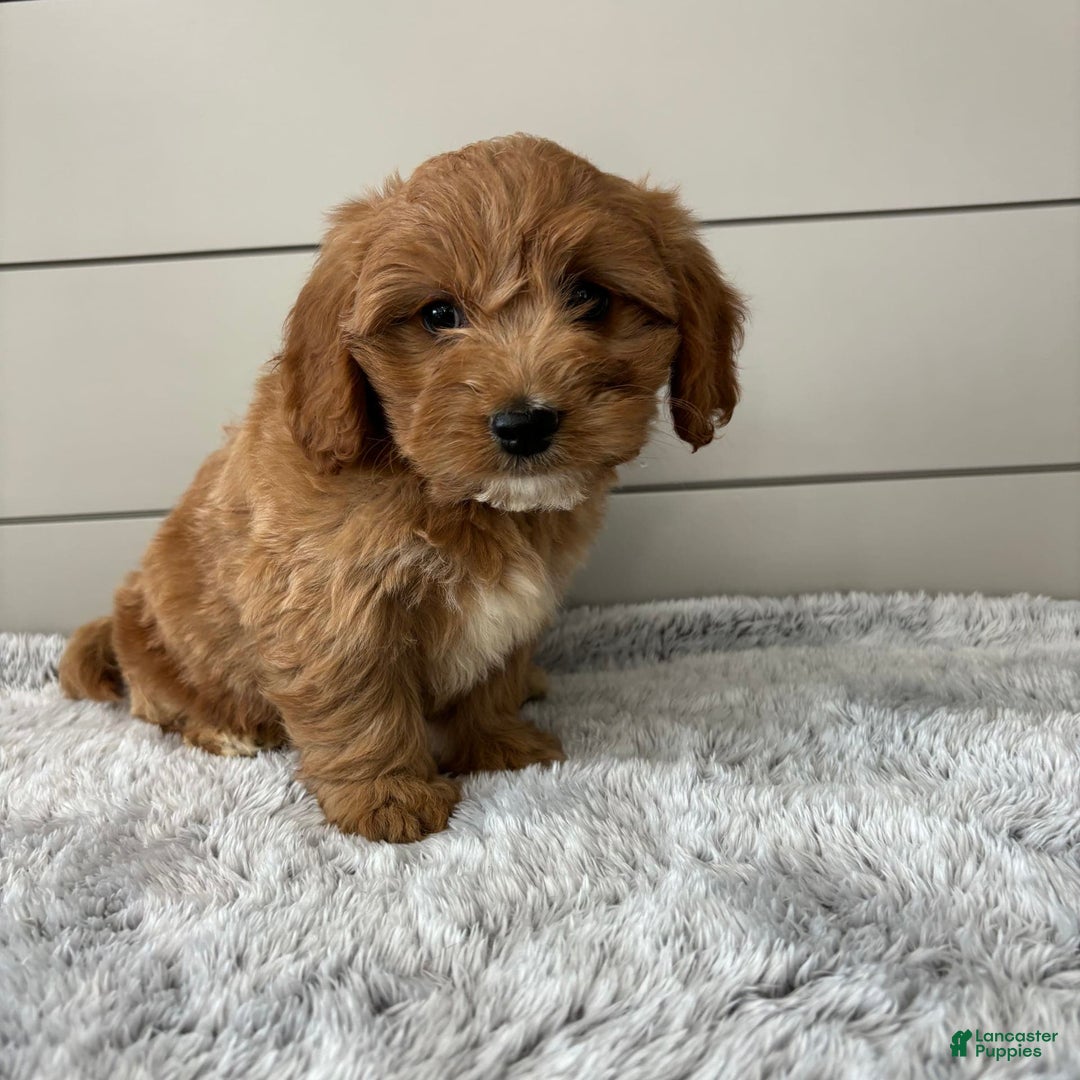  dogs for sale: Mini Goldendoodle 7 puppies - Image 21