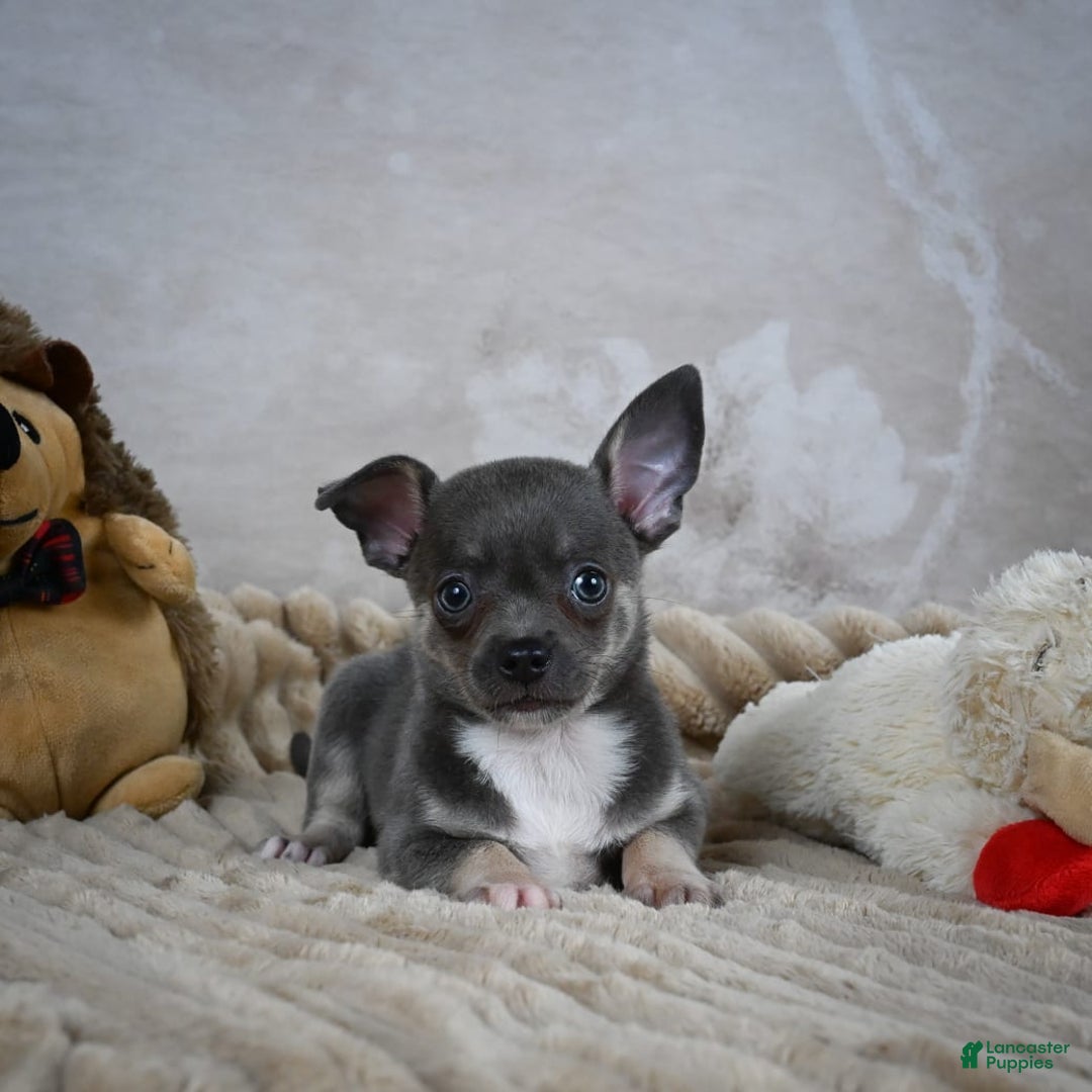 Chihuahua dogs for sale: Saul - Image 4