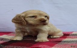 Cocker Spaniel dogs for sale: Riley - Image 5