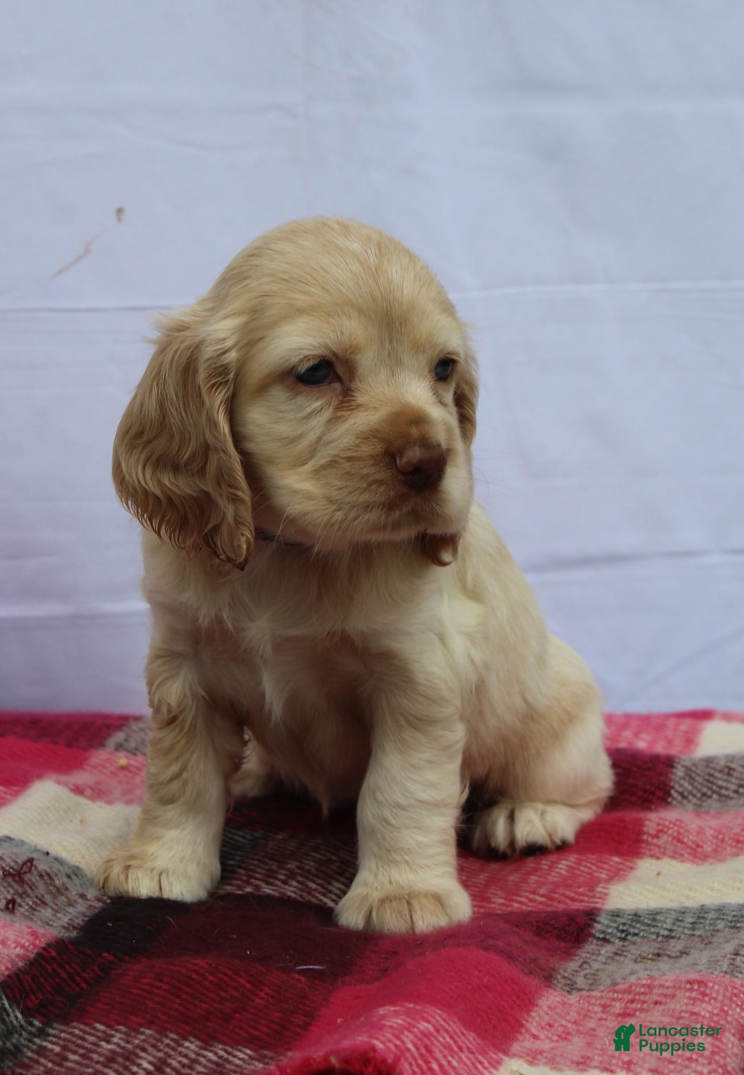 Cocker Spaniel dogs for sale: Riley - Image 5