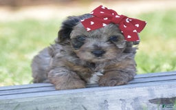 Yorkiepoo dogs for sale: Pluto - Image 15