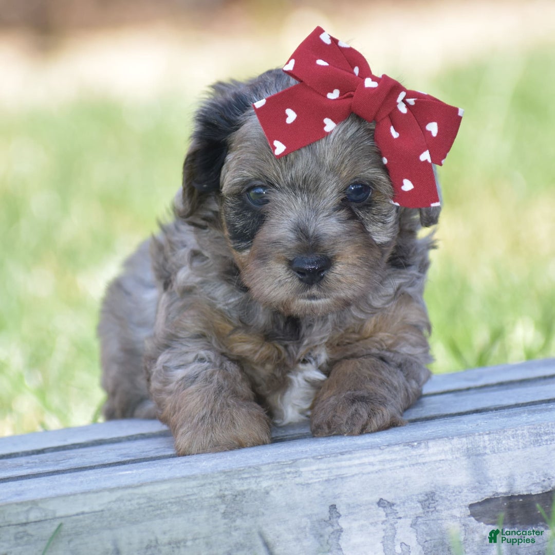 Yorkiepoo dogs for sale: Pluto - Image 15