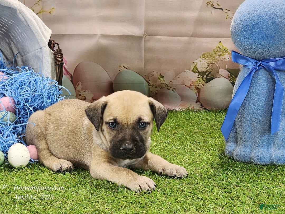 Catahoula Leopard Dog dogs for sale: Goldie 2025 M2 - Image 3