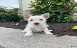 West Highland Terrier dogs for sale: Wyatt - Image 3