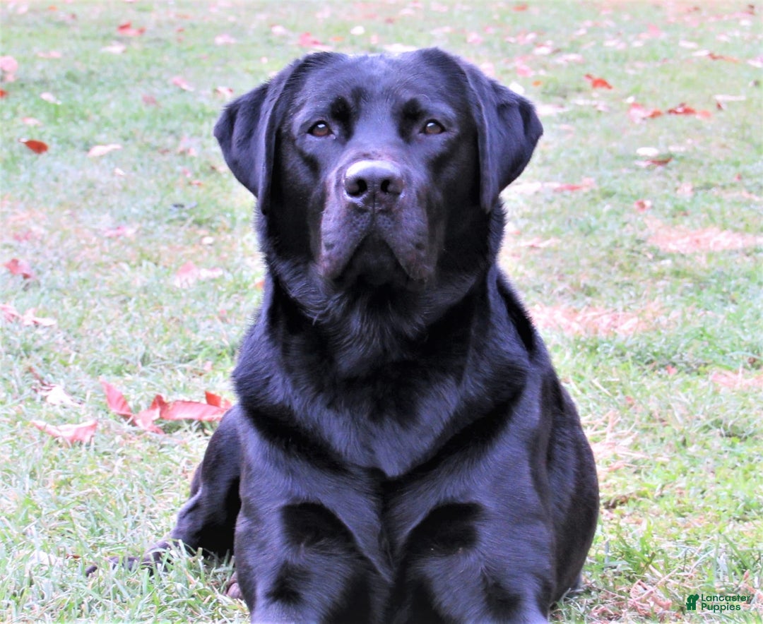 Labrador Retriever dogs for sale: Roxie - Image 4