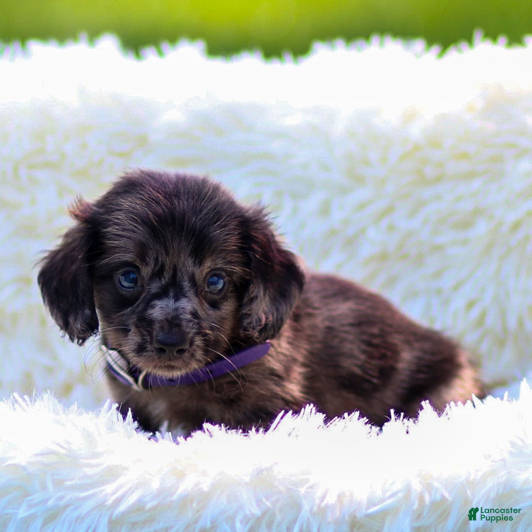 Miniature Dachshund dogs for sale: Franky - Image 2
