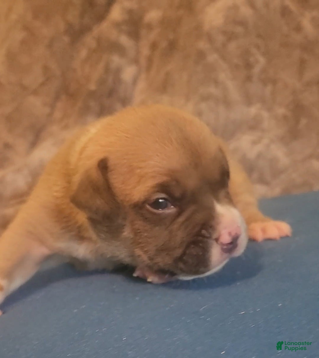 American Bully dogs for sale: National Champion Jack - Image 4