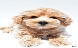 Maltipoo dogs for sale: Clay - Image 4