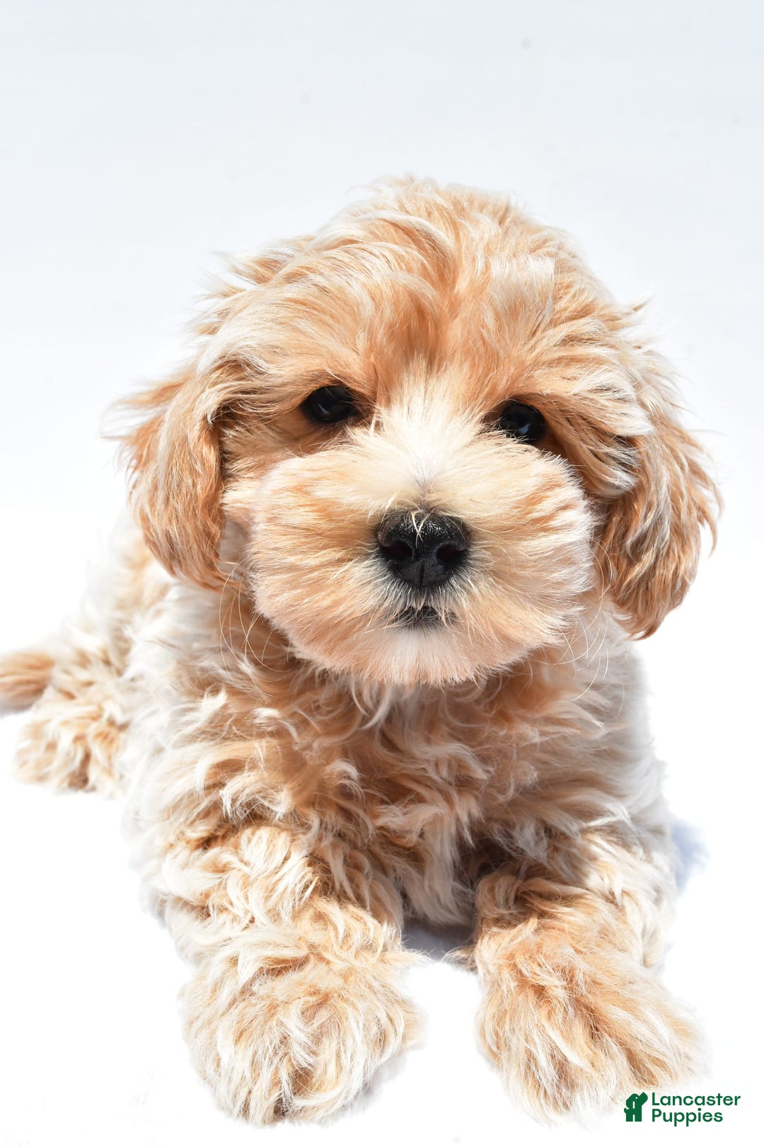 Maltipoo dogs for sale: Clay - Image 4