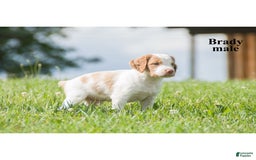 Brittany Spaniel dogs for sale: Brady - Image 3