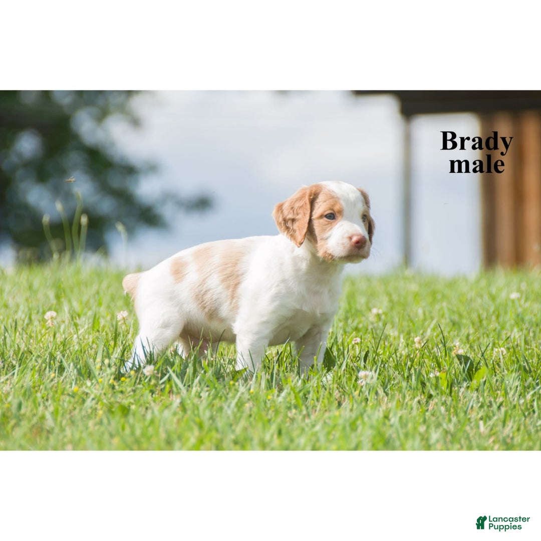 Brittany Spaniel dogs for sale: Brady - Image 3