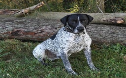 Border Collie dogs for sale: Tina - Image 4