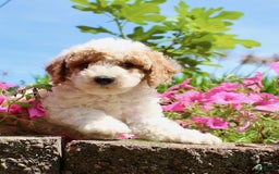 Miniature Poodle dogs for sale: Charlie - Image 5