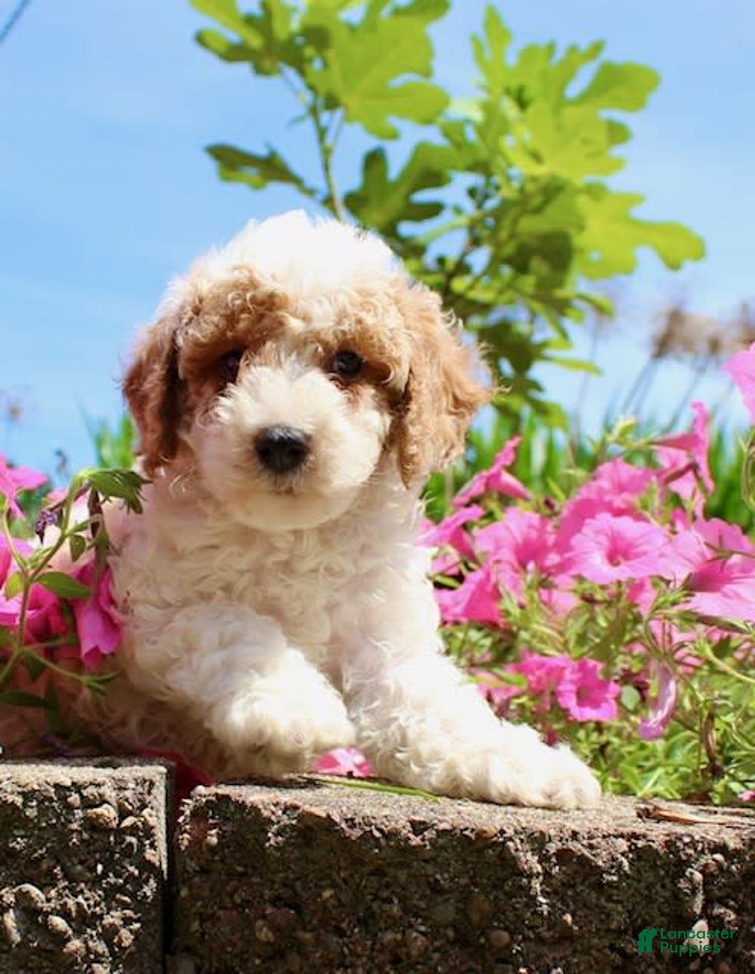 Miniature Poodle dogs for sale: Charlie - Image 5
