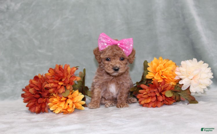 Miniature Poodle dogs for sale - Ad 4