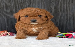 Cavapoo dogs for sale: Remi - Image 1