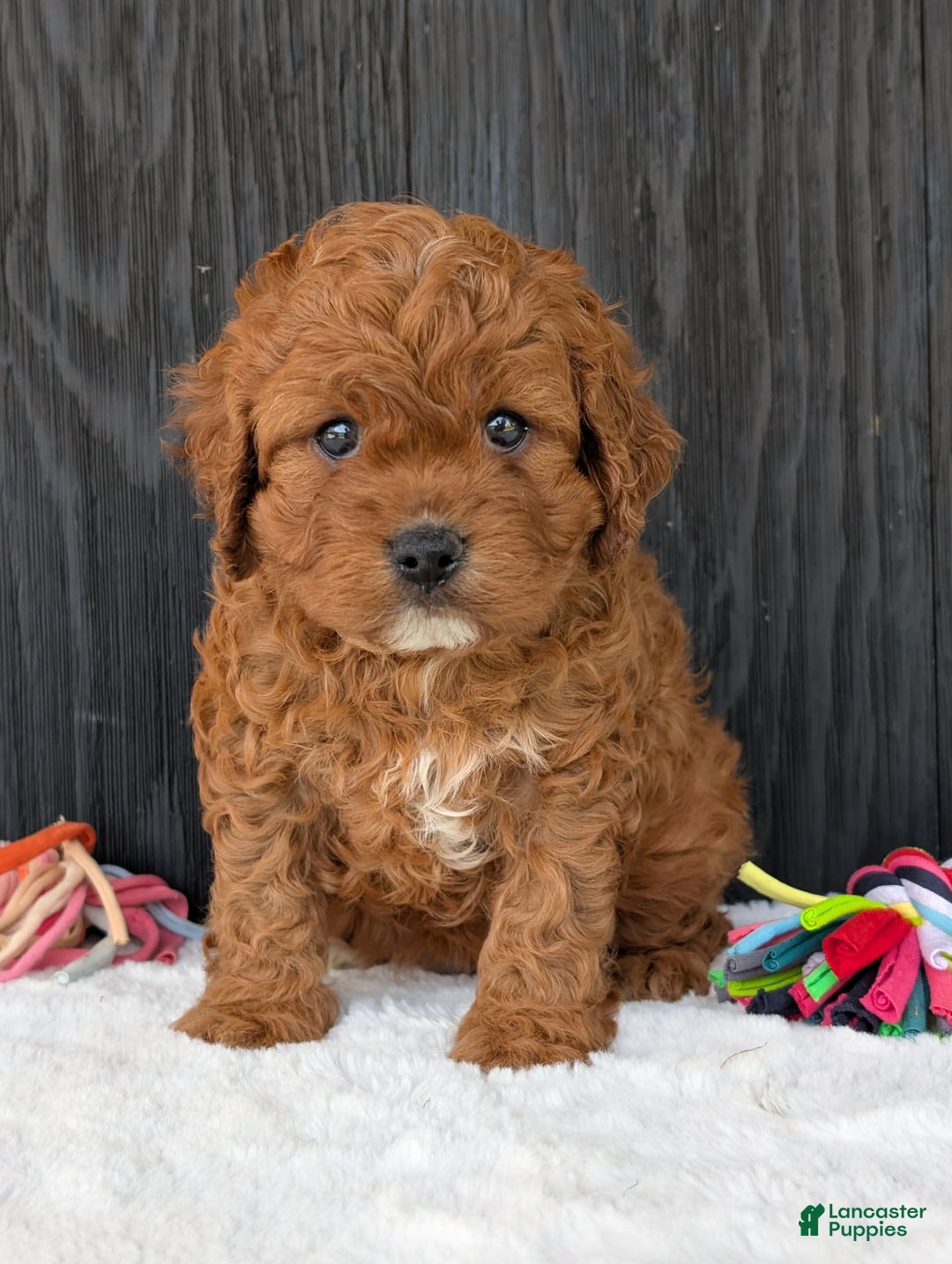 Cavapoo dogs for sale: Remi - Image 1