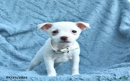 Toy Fox Terrier dogs for sale: Sage - Image 1