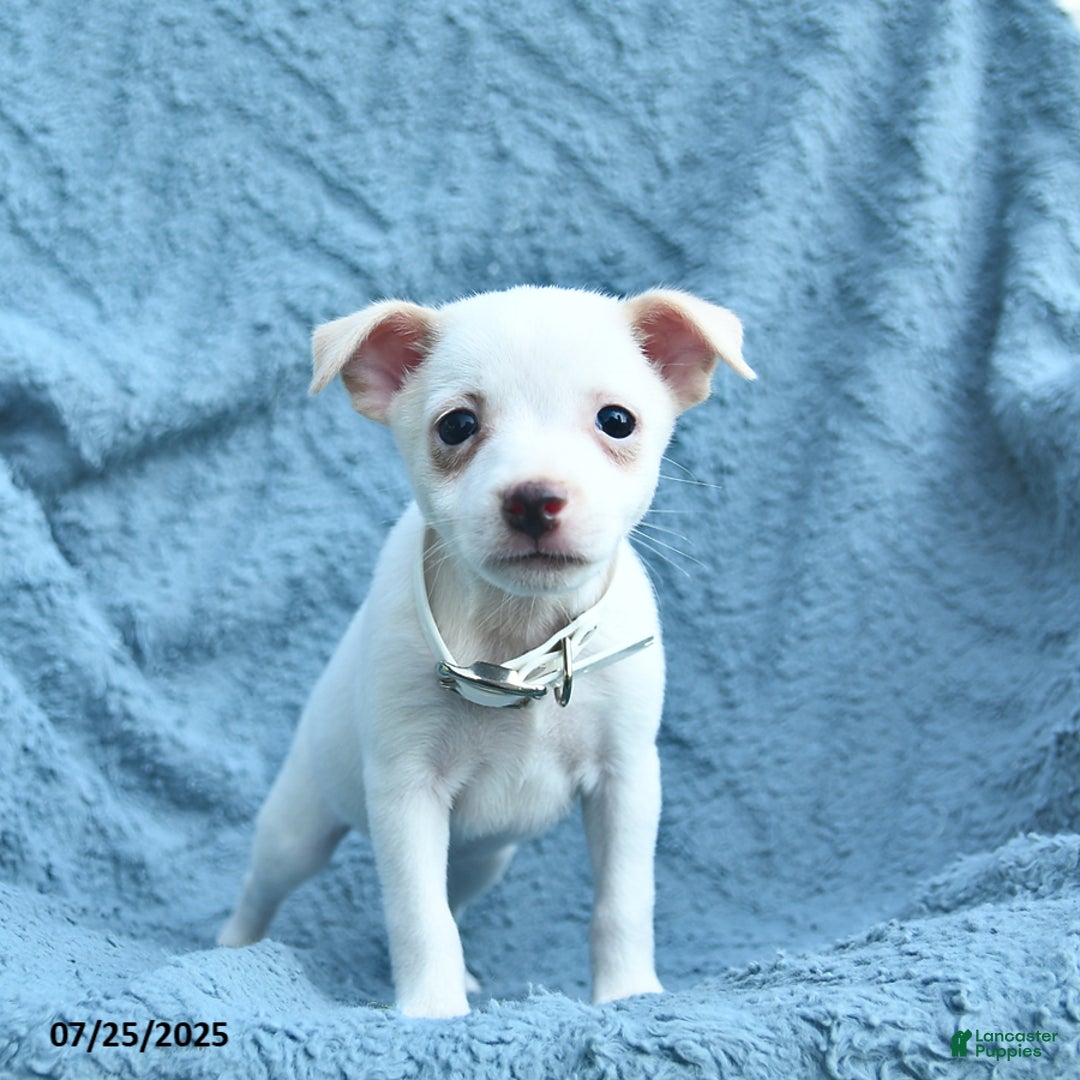 Toy Fox Terrier dogs for sale: Sage - Image 1