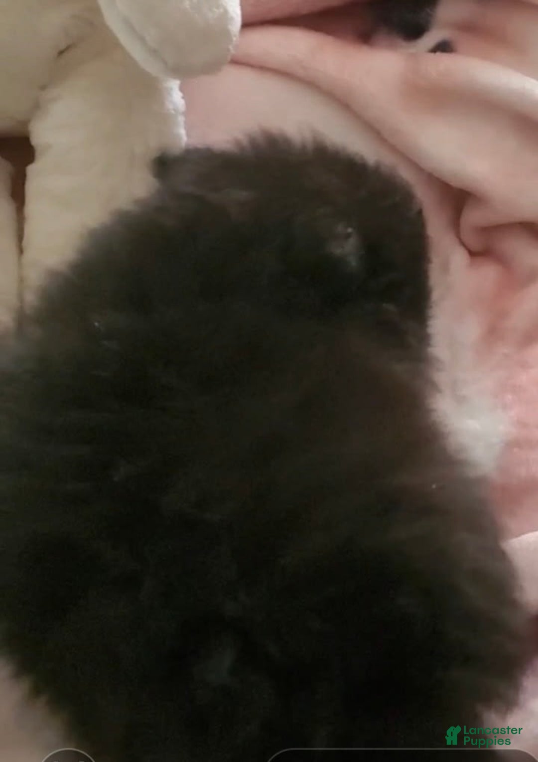 Pomeranian dogs for sale: Butterball - Image 18