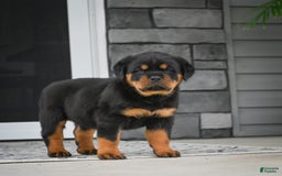 Rottweiler dogs for sale: Clair Bear - Image 20
