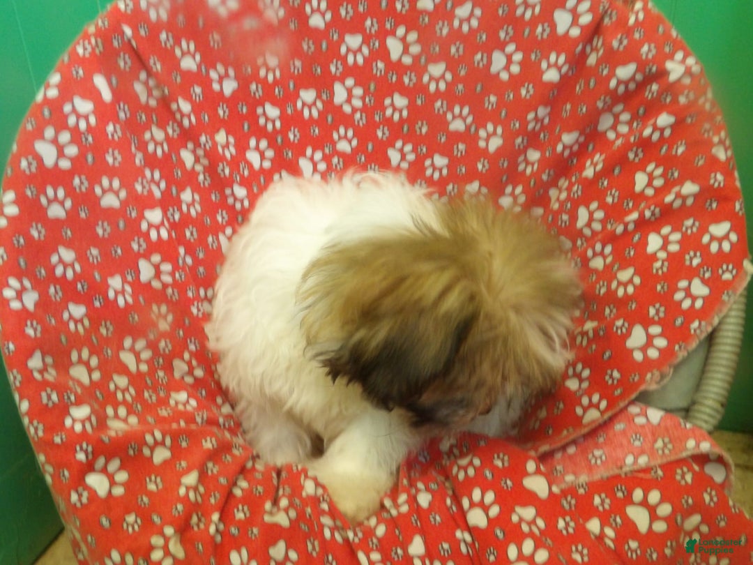 Teddy Bear dogs for sale: ROY - Image 3