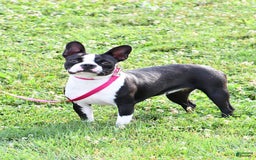 Frenchton dogs for sale: Franklin - Image 11