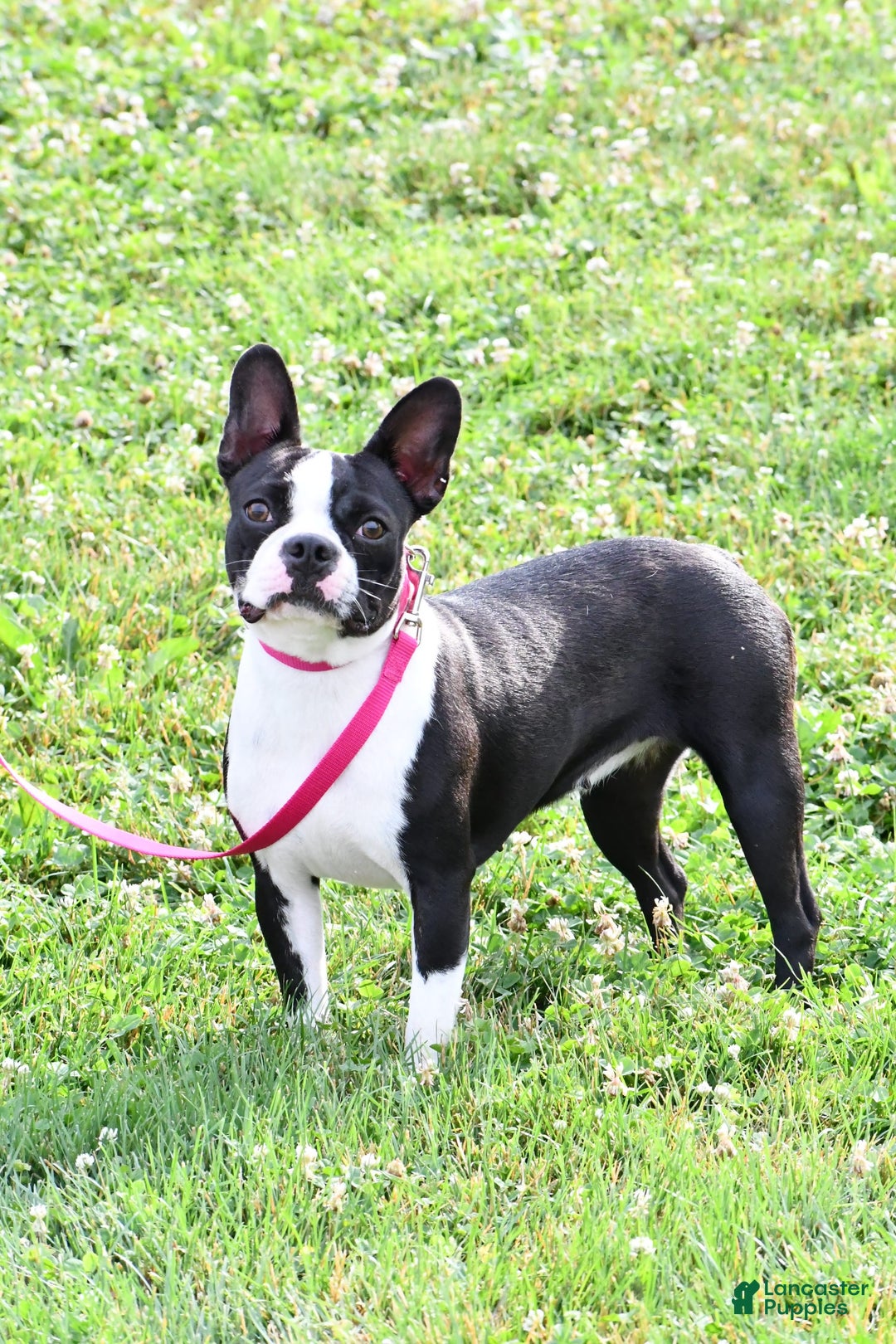 Frenchton dogs for sale: Franklin - Image 11