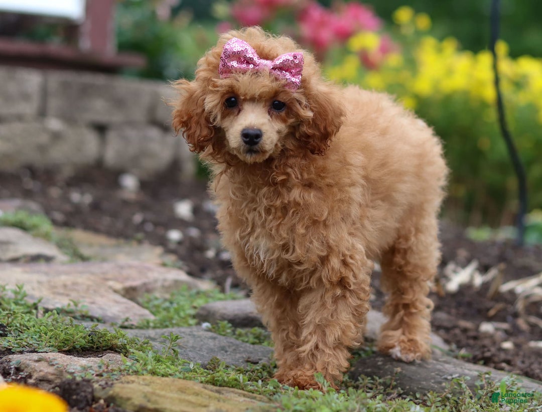 Miniature Poodle dogs for sale: Leah - Image 20