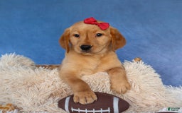 Labrador Retriever dogs for sale: Gus - Image 4