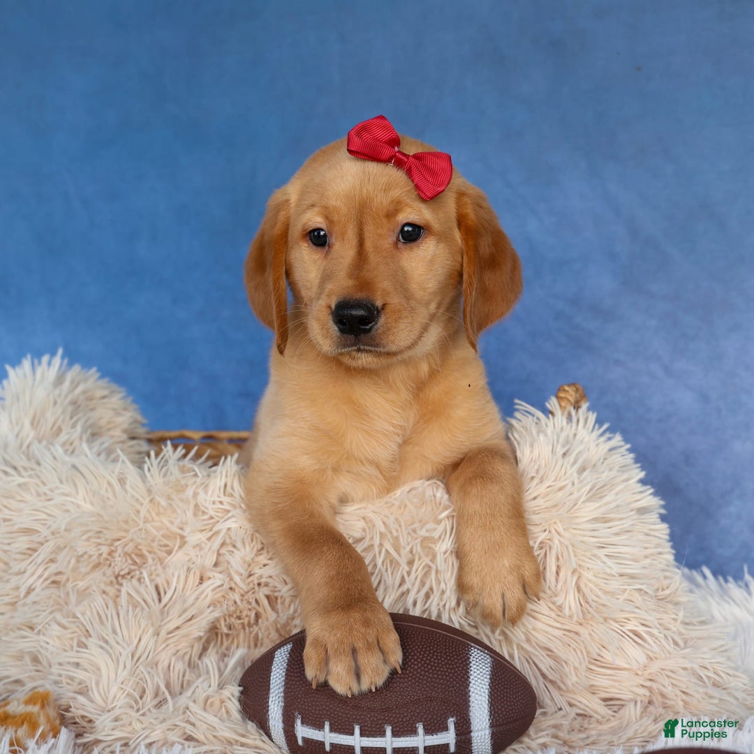 Labrador Retriever dogs for sale: Gus - Image 4