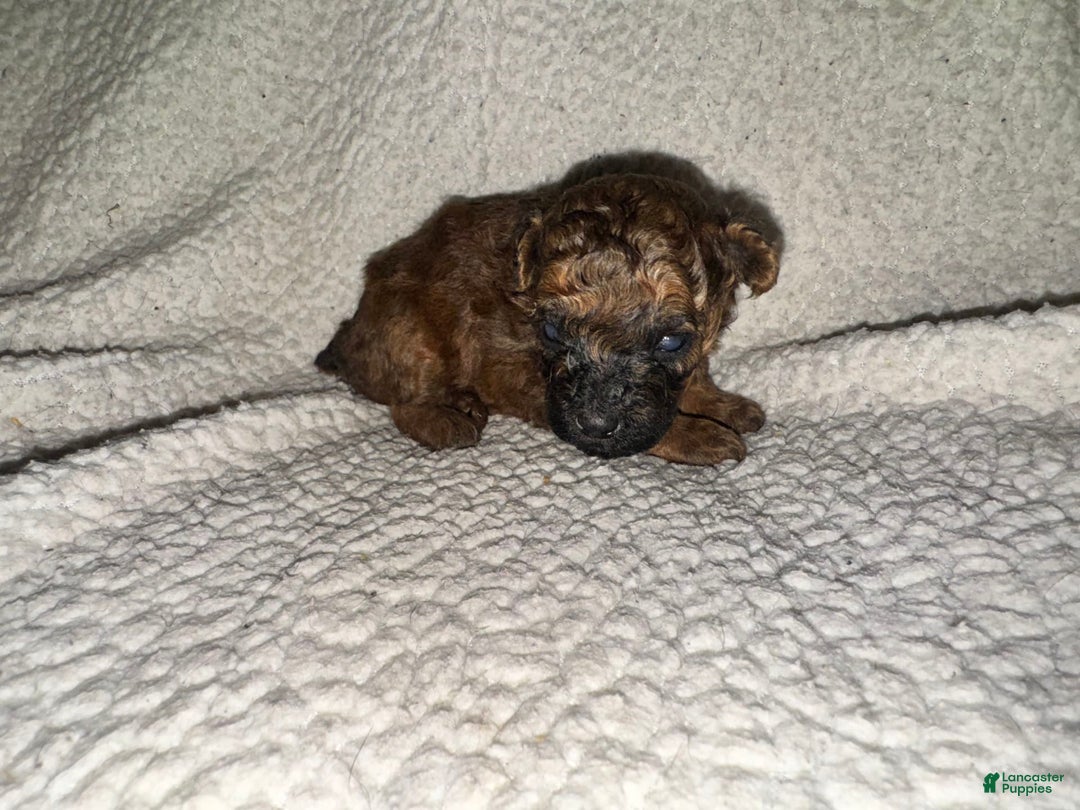 Miniature Poodle dogs for sale: Dark Red - Image 1