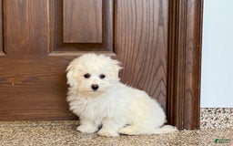 Coton De Tulear dogs for sale: Coton Male 1 - Image 2