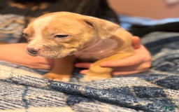 American Bully dogs for sale: Blossom - Image 6
