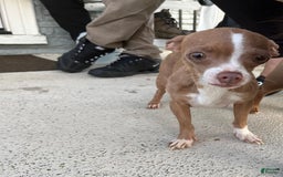 Chihuahua dogs for sale: Canela - Image 7