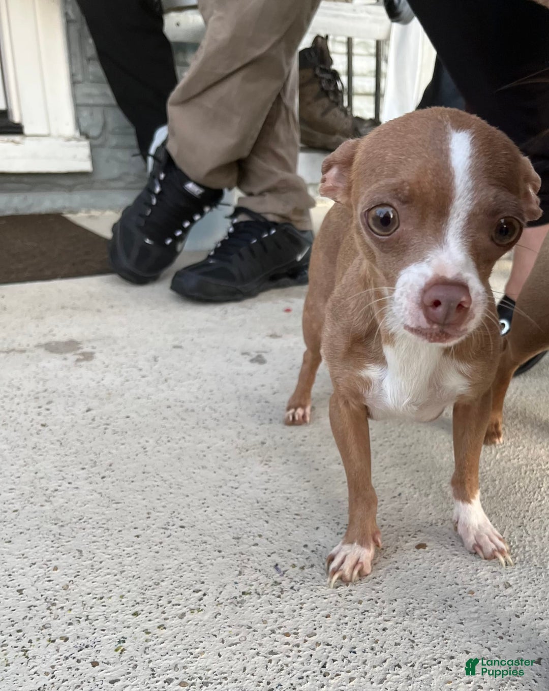 Chihuahua dogs for sale: Canela - Image 7
