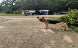 German Shepherd dogs for sale: Brave - Image 6