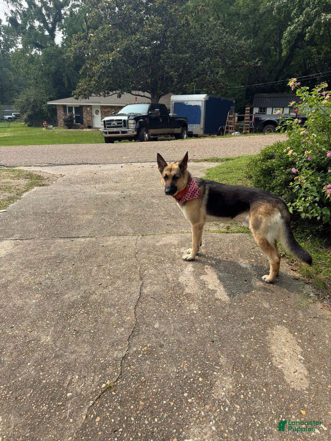 German Shepherd dogs for sale: Brave - Image 6