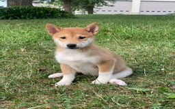 Shiba Inu dogs for sale: Iris - Image 1