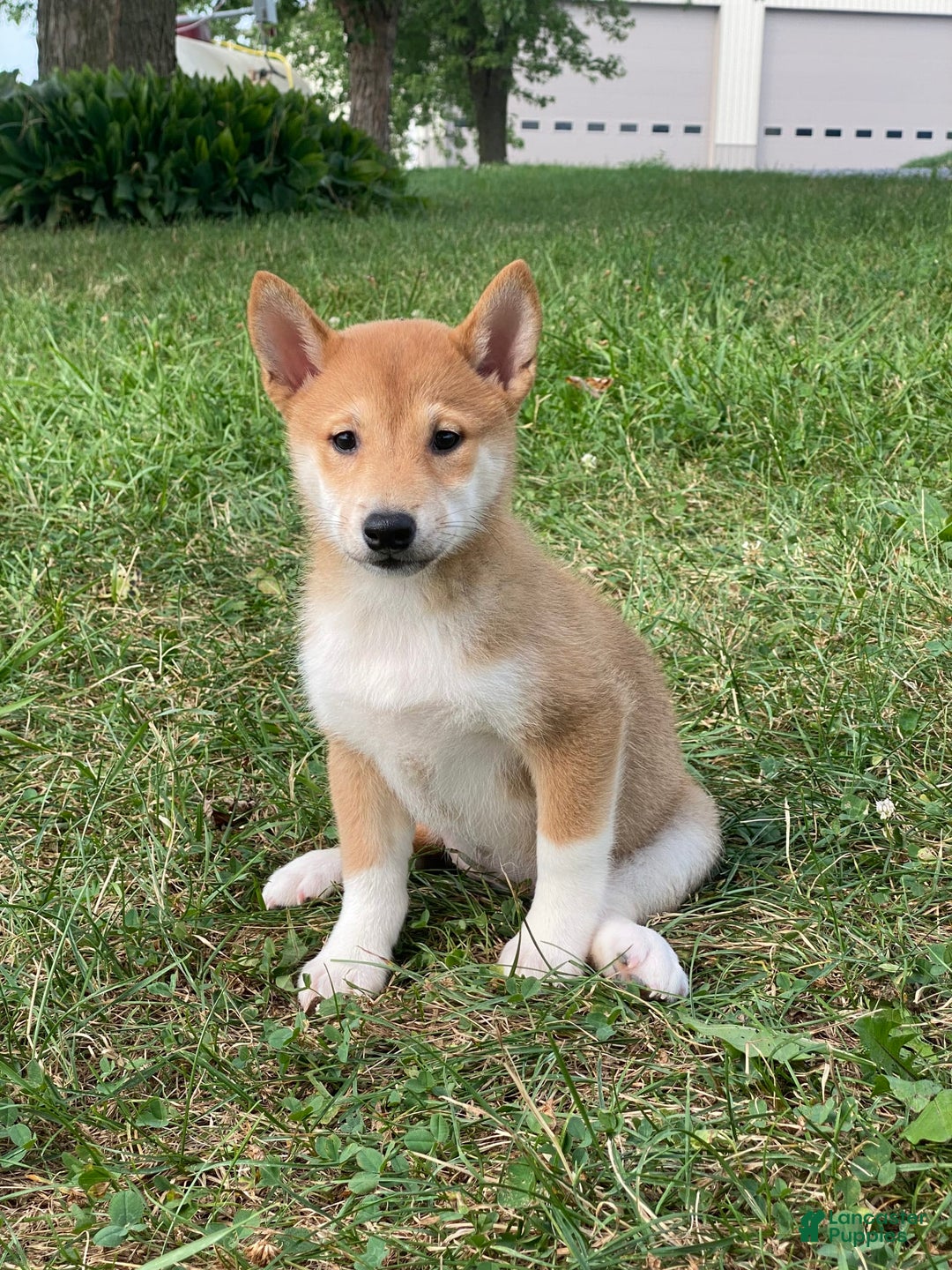Shiba Inu dogs for sale: Iris - Image 1