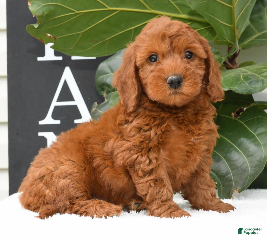 Mini Goldendoodle dogs for sale: Nicki - Image 18