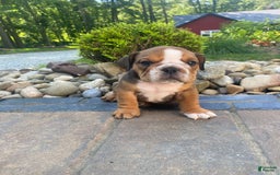 English Bulldog dogs for sale: Duke - Image 6